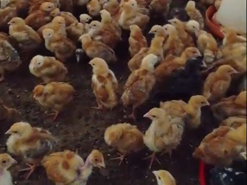 Improved Kienyeji Chicks